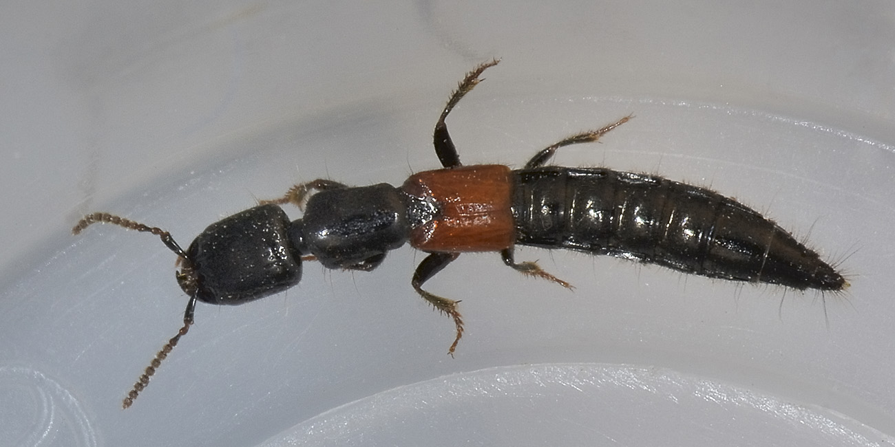 Staphylinidae: Gauropterus fulgidus